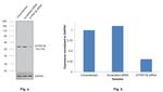 ATP Synthase beta Antibody