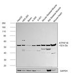 ATP Synthase beta Antibody in Western Blot (WB)