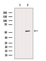 GSDMD Antibody in Western Blot (WB)