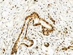 HTATSF1 Antibody in Immunohistochemistry (Paraffin) (IHC (P))