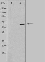 TOR1AIP1 Antibody in Western Blot (WB)