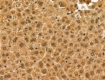 ABCG8 Antibody in Immunohistochemistry (Paraffin) (IHC (P))