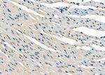 CRTC3 Antibody in Immunohistochemistry (Paraffin) (IHC (P))