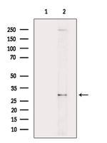 14-3-3 beta/zeta Antibody in Western Blot (WB)