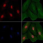 CCNL1 Antibody in Immunocytochemistry (ICC/IF)