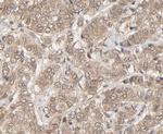 NEDD8 Antibody in Immunohistochemistry (Paraffin) (IHC (P))