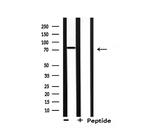 NEDD8 Antibody in Western Blot (WB)