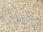 AKAP8 Antibody in Immunohistochemistry (Paraffin) (IHC (P))