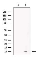 CKS2 Antibody in Western Blot (WB)