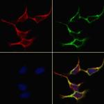 GAD65/GAD67 Antibody in Immunocytochemistry (ICC/IF)