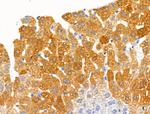 GAD65/GAD67 Antibody in Immunohistochemistry (Paraffin) (IHC (P))