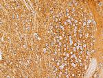 GAD65/GAD67 Antibody in Immunohistochemistry (Paraffin) (IHC (P))
