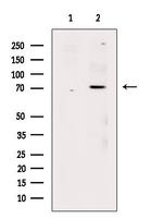 Phospho-RUNX1 (Ser249) Antibody in Western Blot (WB)