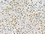 Phospho-RUNX1 (Ser249) Antibody in Immunohistochemistry (Paraffin) (IHC (P))