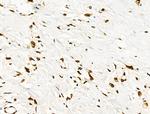 Phospho-RUNX1 (Ser249) Antibody in Immunohistochemistry (Paraffin) (IHC (P))