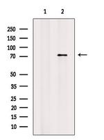 Phospho-ATG13 (Ser355) Antibody in Western Blot (WB)