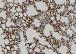 Phospho-MCM3 (Ser112) Antibody in Immunohistochemistry (Paraffin) (IHC (P))