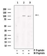 Phospho-MCM3 (Ser112) Antibody in Western Blot (WB)