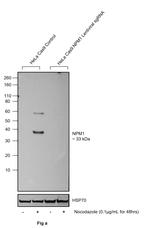 Phospho-NPM1 (Thr95) Antibody in Western Blot (WB)