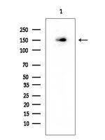 Phospho-SF3B1 (Thr313) Antibody in Western Blot (WB)