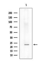 Phospho-TPT1 (Ser46) Antibody in Western Blot (WB)