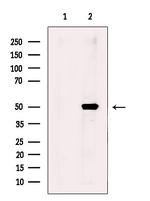 WIPI2 Antibody in Western Blot (WB)