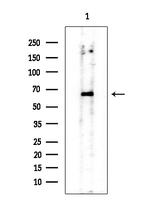 Phospho-Chk1 (Ser286) Antibody in Western Blot (WB)