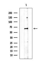 Phospho-Chk1 (Ser286) Antibody in Western Blot (WB)