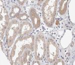 Phospho-Amyloid Precursor Protein (Thr743) Antibody in Immunohistochemistry (Paraffin) (IHC (P))