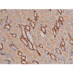 Phospho-Fyn (Tyr531) Antibody in Immunohistochemistry (Paraffin) (IHC (P))