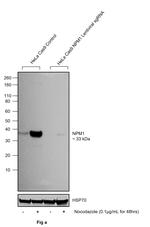 Phospho-NPM1 (Thr199) Antibody