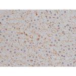 Phospho-NPM1 (Thr199) Antibody in Immunohistochemistry (Paraffin) (IHC (P))