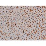 Phospho-NPM1 (Thr199) Antibody in Immunohistochemistry (Paraffin) (IHC (P))