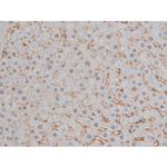 Phospho-NPM1 (Thr199) Antibody in Immunohistochemistry (Paraffin) (IHC (P))