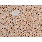 Phospho-Ezrin (Tyr354) Antibody in Immunohistochemistry (Paraffin) (IHC (P))