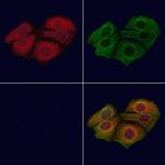 Phospho-CXCR2 (Ser347) Antibody in Immunocytochemistry (ICC/IF)