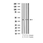 Phospho-MEK3 (Ser189) Antibody in Western Blot (WB)