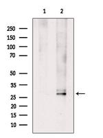 Phospho-14-3-3 zeta (Thr232) Antibody in Western Blot (WB)