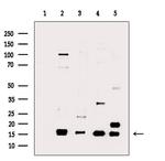 Phospho-Histone H3 (Ser11) Antibody in Western Blot (WB)