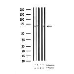 Phospho-NFkB p65 (Ser281) Antibody in Western Blot (WB)