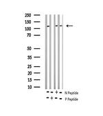 Phospho-NFATC3 (Ser165) Antibody in Western Blot (WB)