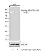 Phospho-ASK1 (Ser966) Antibody in Western Blot (WB)