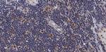 Phospho-ASK1 (Ser966) Antibody in Immunohistochemistry (Paraffin) (IHC (P))