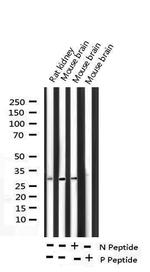 Phospho-DARPP-32 (Thr34) Antibody in Western Blot (WB)