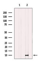CASPASE 1 P10 (CLEAVED ALA317) Antibody in Western Blot (WB)