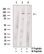 Phospho-WWC1 (Ser947) Antibody in Western Blot (WB)