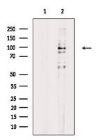 Phospho-HPK1 (Ser421) Antibody in Western Blot (WB)