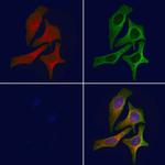 Phospho-Naked2 (Tyr247) Antibody in Immunocytochemistry (ICC/IF)