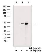 Acetyl-p53 (Lys381) Antibody in Western Blot (WB)