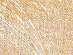 Phospho-RASGRF1 (Ser927) Antibody in Immunohistochemistry (Paraffin) (IHC (P))